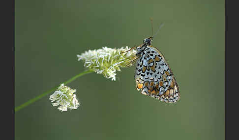 Flockenblumen-Scheckenfalter (Melitaea phoebe)