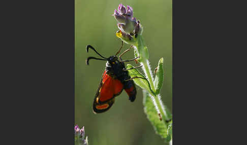 Esparsettenwidderchen (Zygaena carniolica)