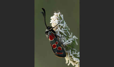 Esparsettenwidderchen (Zygaena carniolica)