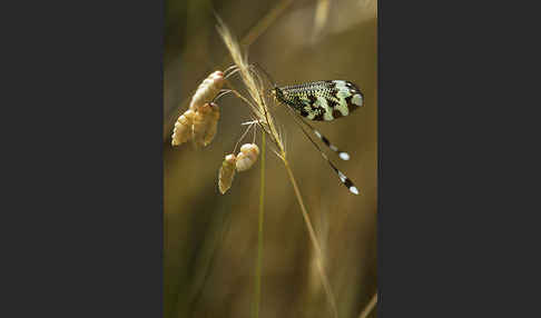 Fadenhaft spec. (Nemoptera bipennis)