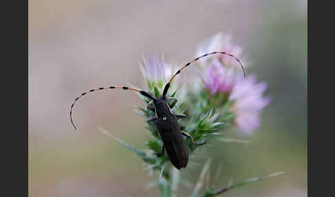 Bockkäfer spec.4 (Agapanthia annularis)