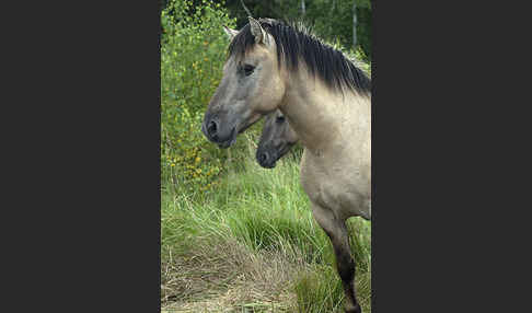 Konik (Equus caballus sspec.)