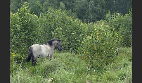 Konik (Equus caballus sspec.)