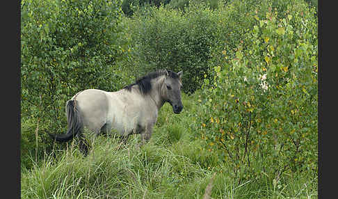 Konik (Equus caballus sspec.)