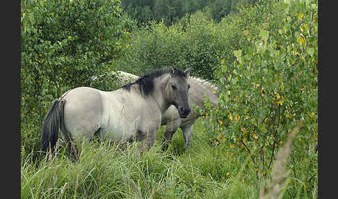 Konik (Equus caballus sspec.)