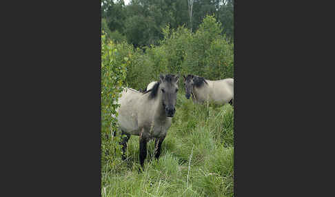 Konik (Equus caballus sspec.)