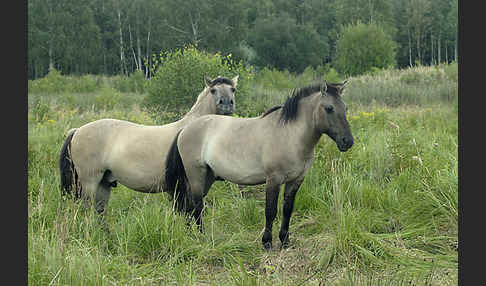 Konik (Equus caballus sspec.)