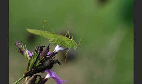 Gemeine Sichelschrecke (Phaneroptera falcata)