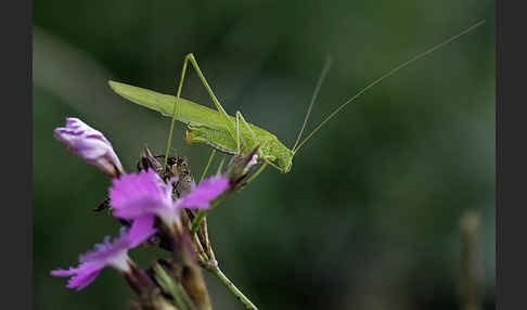 Gemeine Sichelschrecke (Phaneroptera falcata)