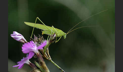 Gemeine Sichelschrecke (Phaneroptera falcata)