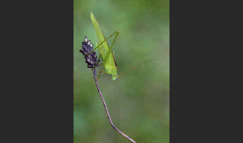 Gemeine Sichelschrecke (Phaneroptera falcata)