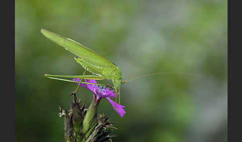 Gemeine Sichelschrecke (Phaneroptera falcata)