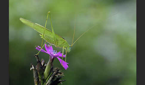 Gemeine Sichelschrecke (Phaneroptera falcata)