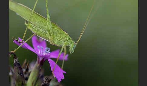 Gemeine Sichelschrecke (Phaneroptera falcata)