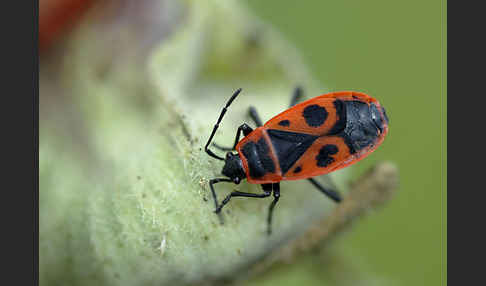 Feuerwanze (Pyrrhocoris apterus)