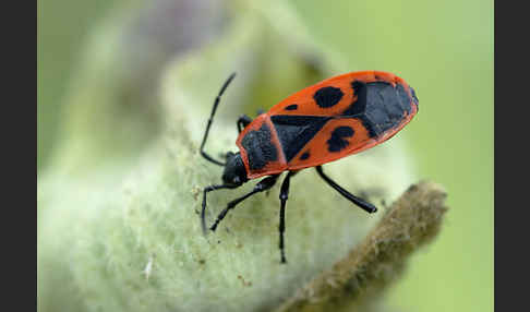 Feuerwanze (Pyrrhocoris apterus)