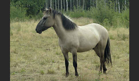 Konik (Equus caballus sspec.)