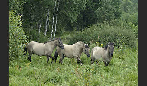 Konik (Equus caballus sspec.)