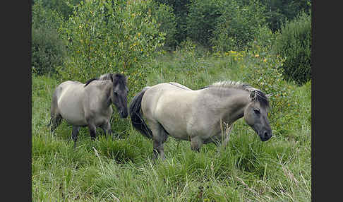 Konik (Equus caballus sspec.)