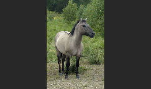 Konik (Equus caballus sspec.)