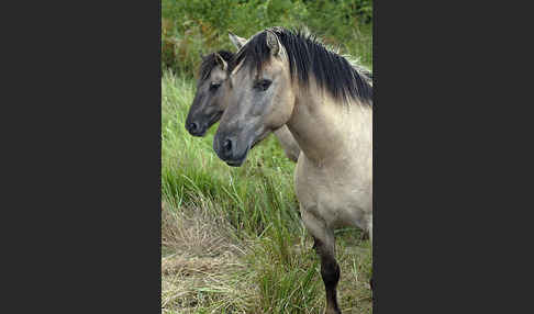 Konik (Equus caballus sspec.)