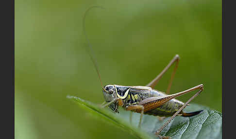 Roesels Beißschrecke (Metrioptera roeselii)