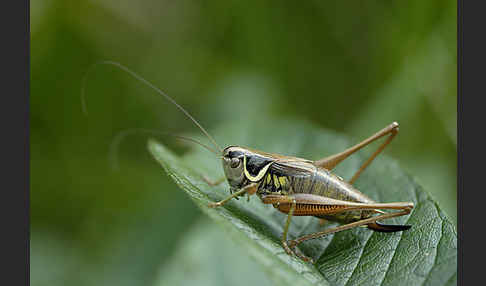 Roesels Beißschrecke (Metrioptera roeselii)