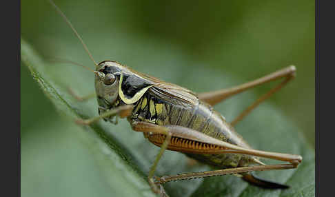 Roesels Beißschrecke (Metrioptera roeselii)