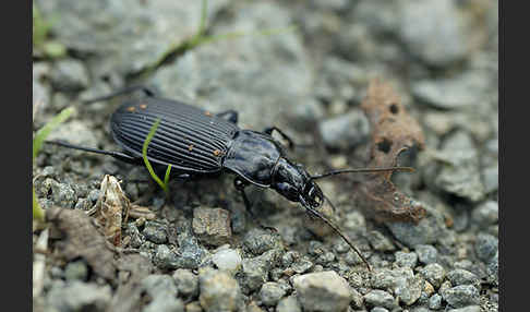 Schwarzer Grabkäfer (Pterostichus niger)