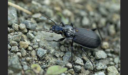 Schwarzer Grabkäfer (Pterostichus niger)