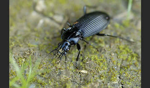 Schwarzer Grabkäfer (Pterostichus niger)