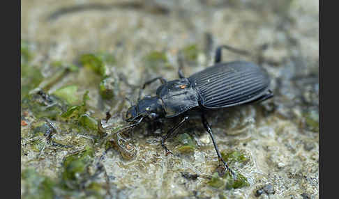 Schwarzer Grabkäfer (Pterostichus niger)