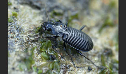 Schwarzer Grabkäfer (Pterostichus niger)