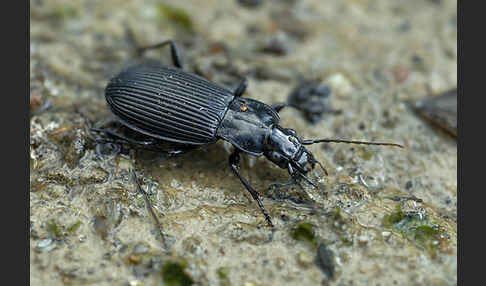 Schwarzer Grabkäfer (Pterostichus niger)