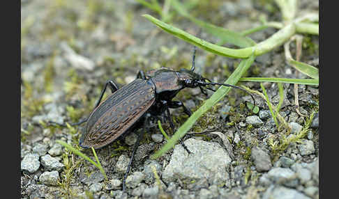 Körniger Laufkäfer (Carabus granulatus)