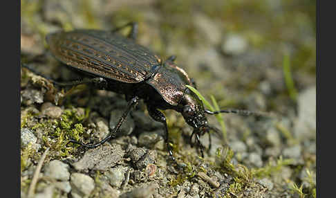 Körniger Laufkäfer (Carabus granulatus)