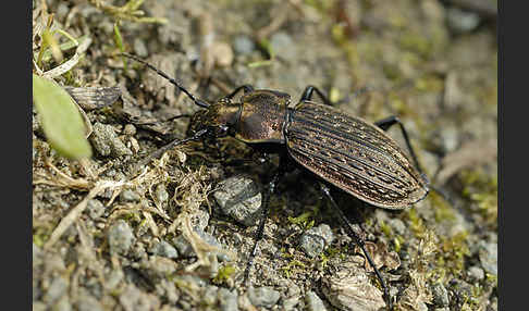 Körniger Laufkäfer (Carabus granulatus)