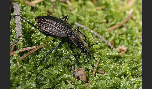 Körniger Laufkäfer (Carabus granulatus)