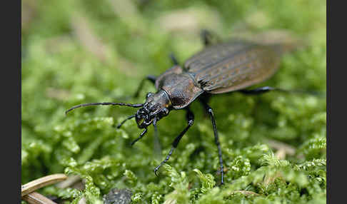 Körniger Laufkäfer (Carabus granulatus)