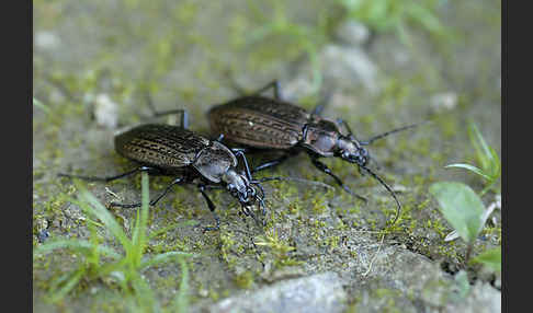 Körniger Laufkäfer (Carabus granulatus)