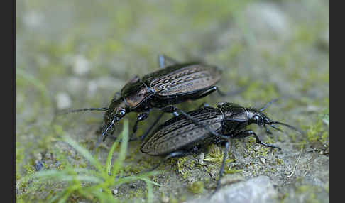 Körniger Laufkäfer (Carabus granulatus)