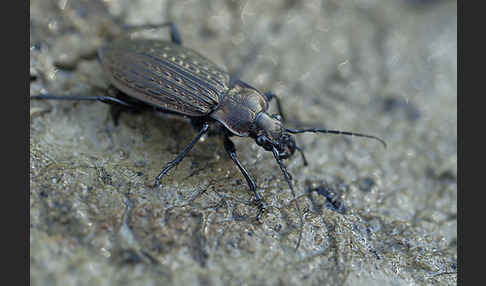 Körniger Laufkäfer (Carabus granulatus)