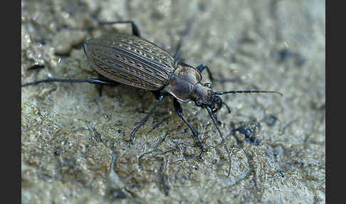 Körniger Laufkäfer (Carabus granulatus)