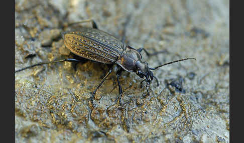 Körniger Laufkäfer (Carabus granulatus)