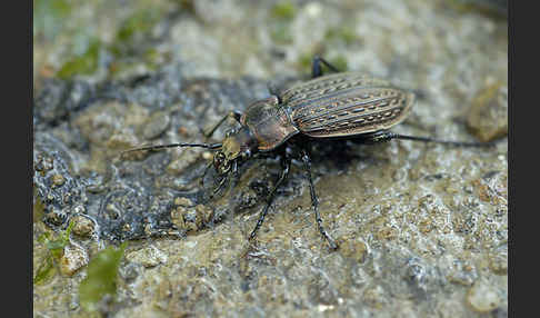 Körniger Laufkäfer (Carabus granulatus)