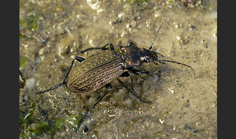 Körniger Laufkäfer (Carabus granulatus)