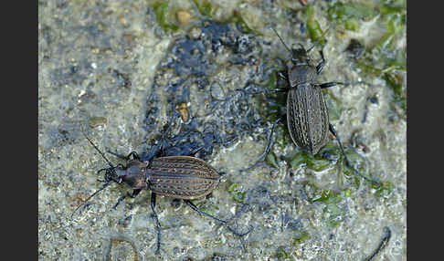 Körniger Laufkäfer (Carabus granulatus)