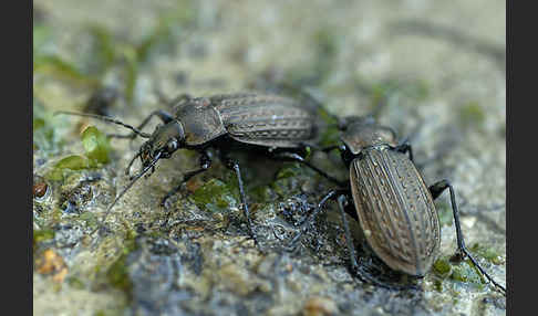 Körniger Laufkäfer (Carabus granulatus)