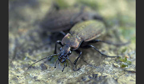 Körniger Laufkäfer (Carabus granulatus)