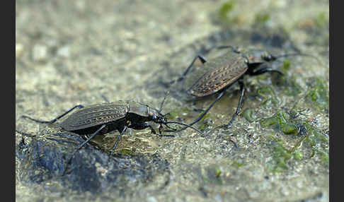 Körniger Laufkäfer (Carabus granulatus)